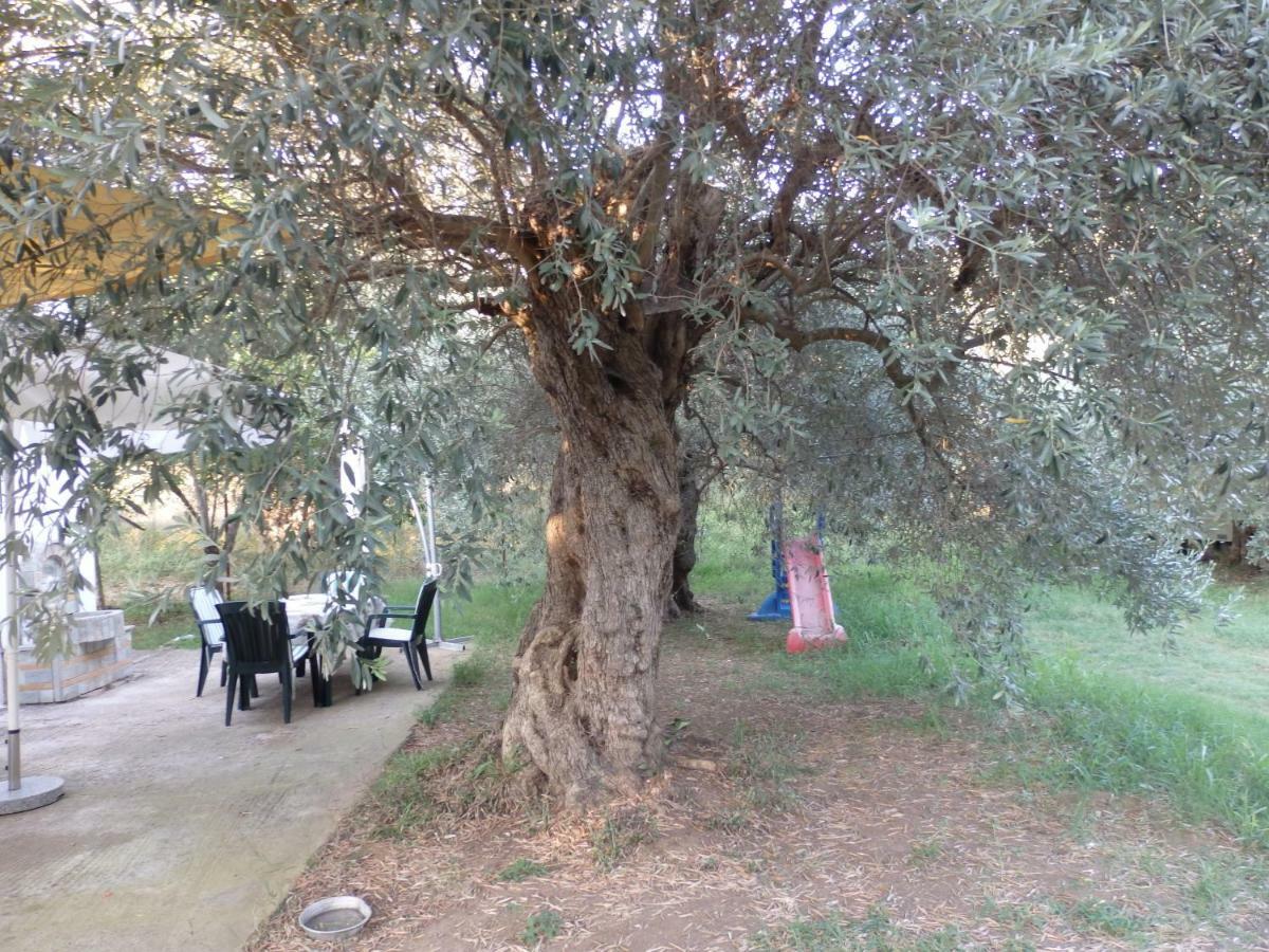 The Small House In The Olive Grove Lefókastron Exterior foto